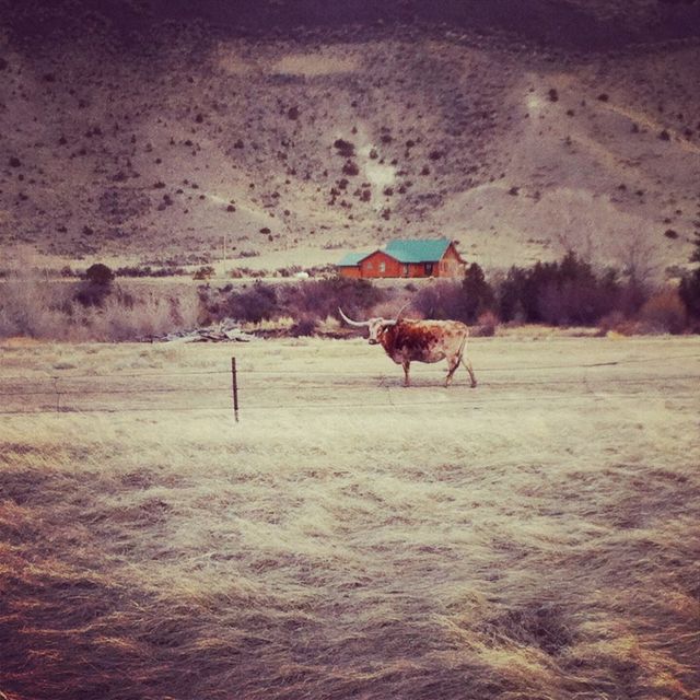 Longhorn 
