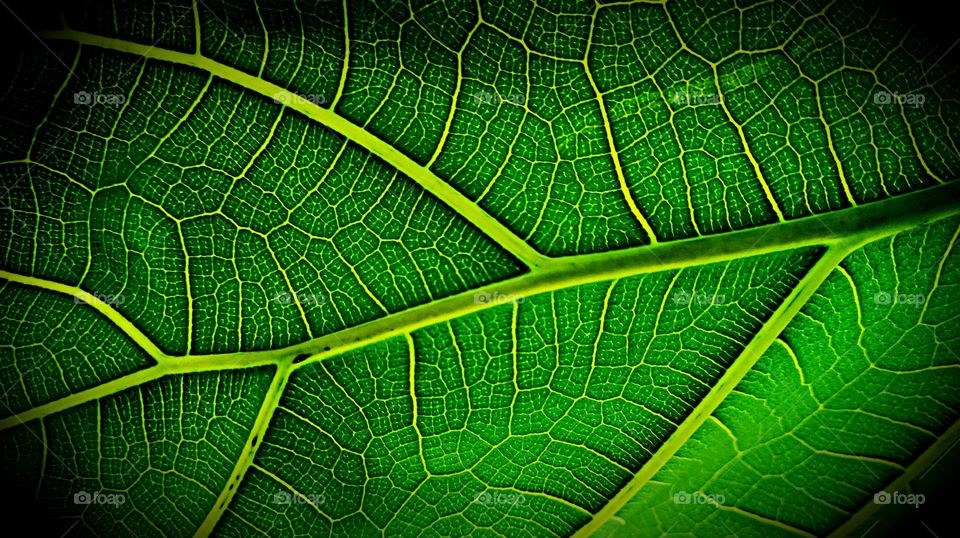fig leaf