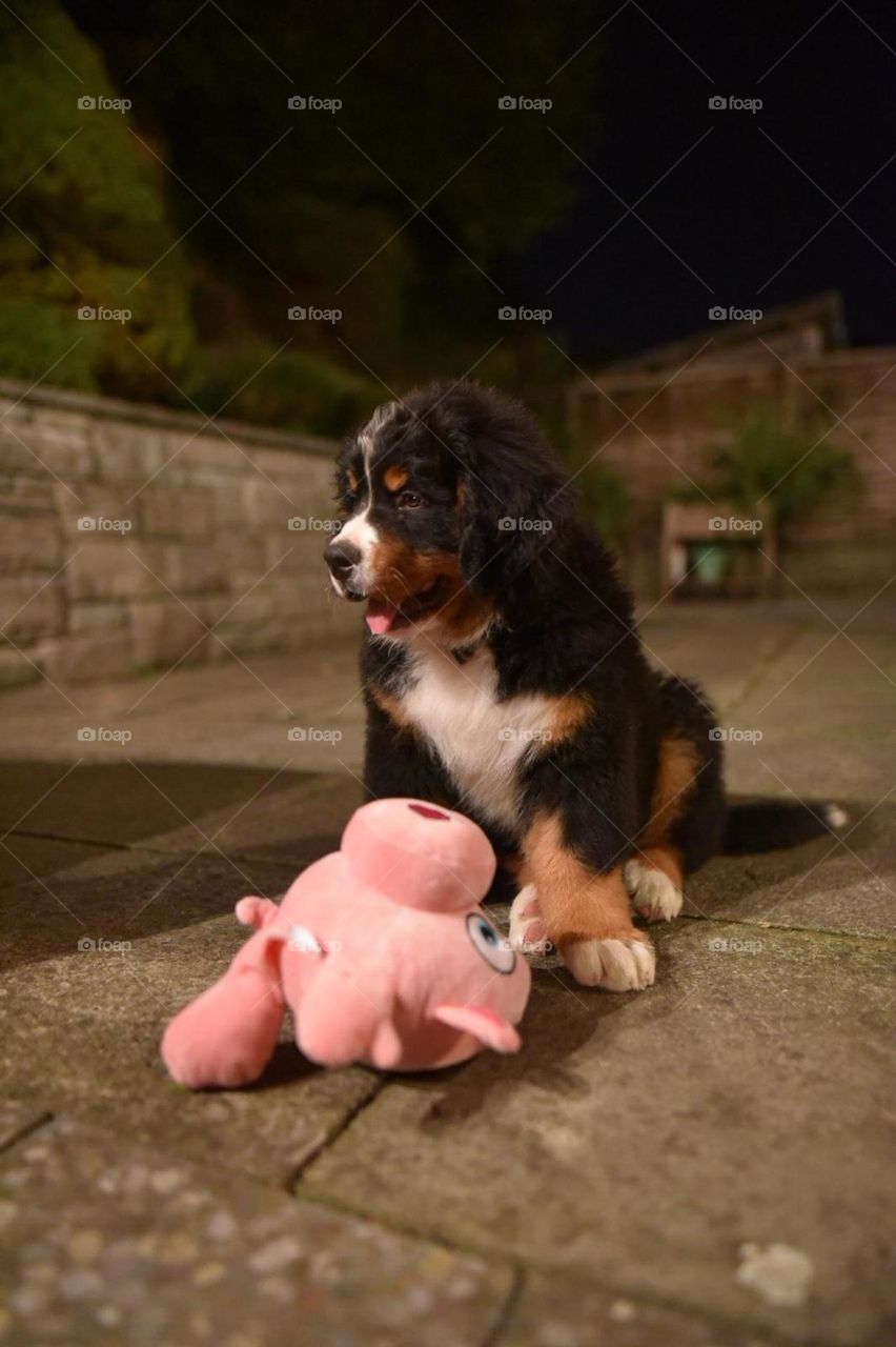 Dog bernese mountain