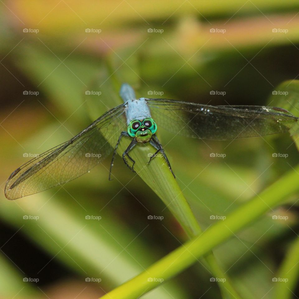 dragonfly