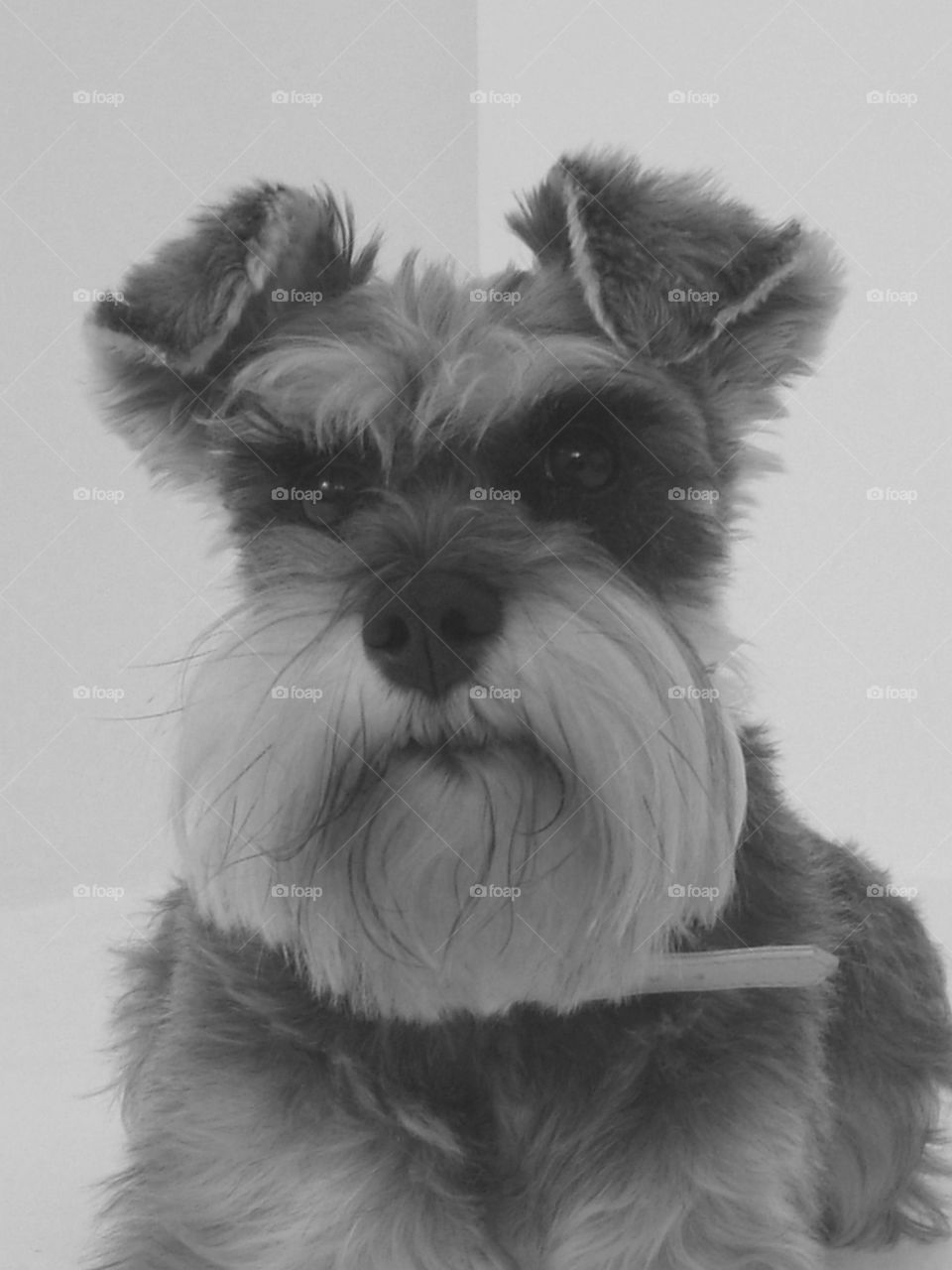 Schnauzer 