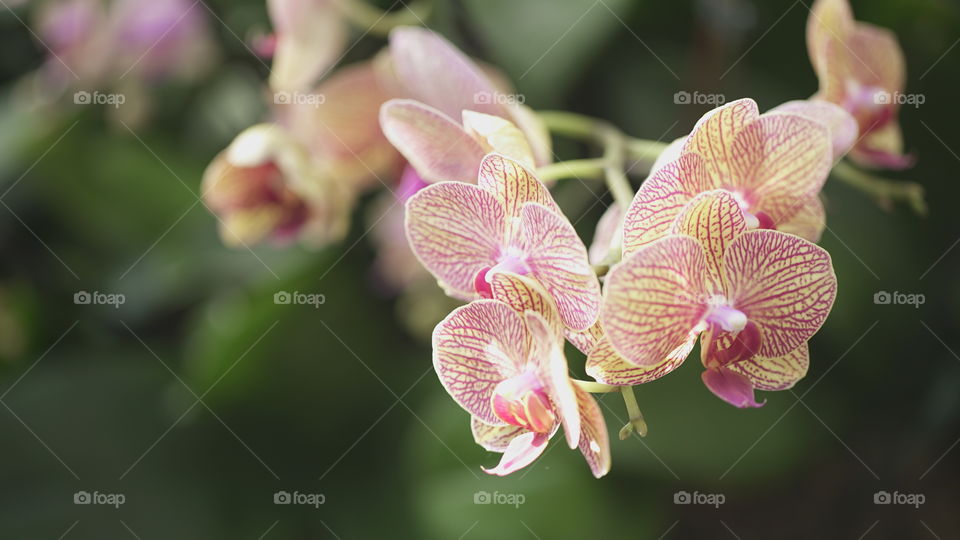 Pink orchid 