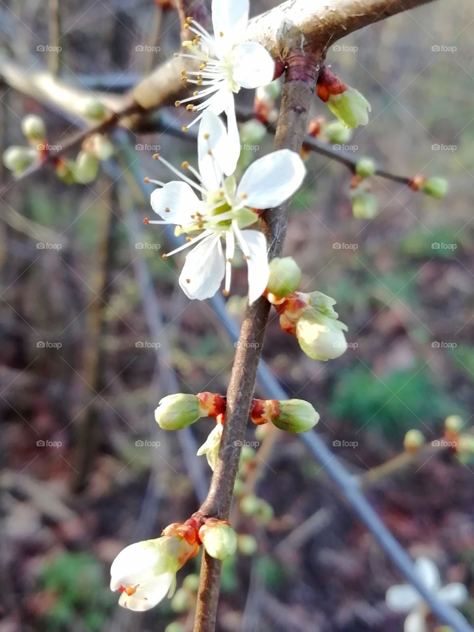 Early blossom 💮