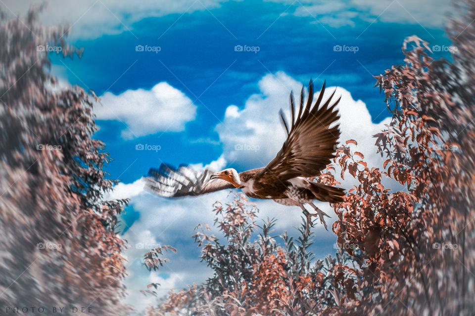 Nature, No Person, Sky, Outdoors, Tree