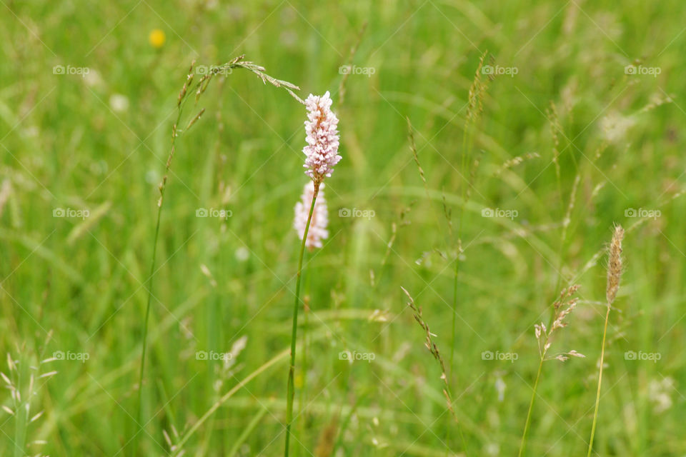 Beautiful pastel wild flower