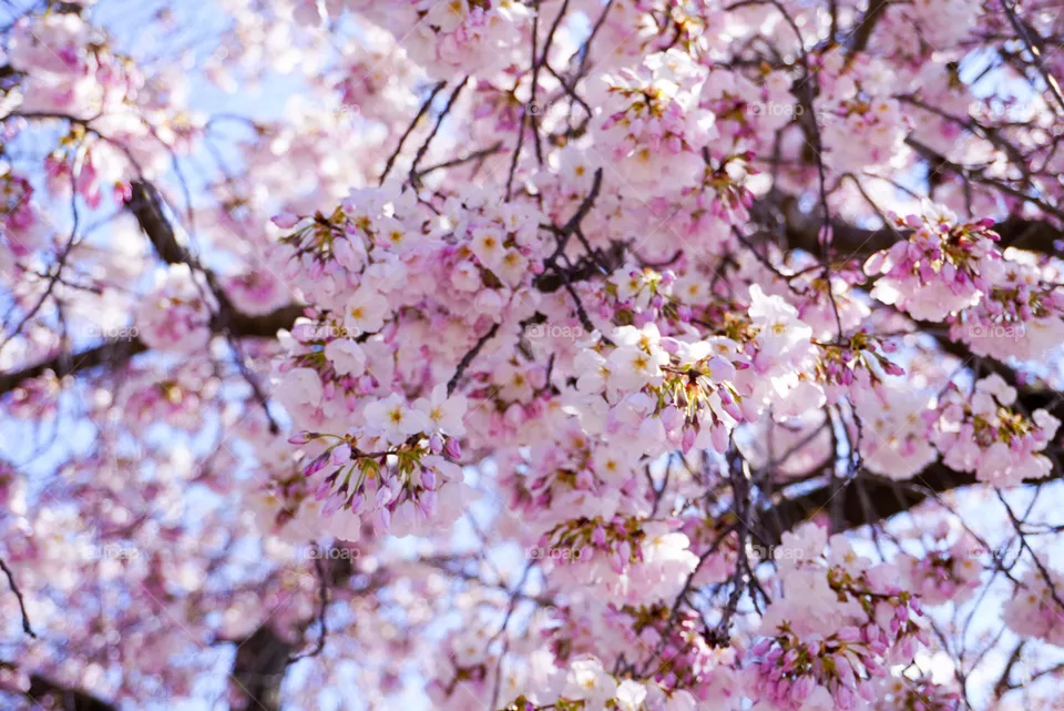 🌸