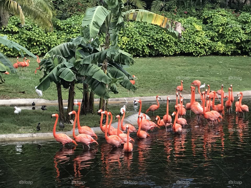 Flamingos 
