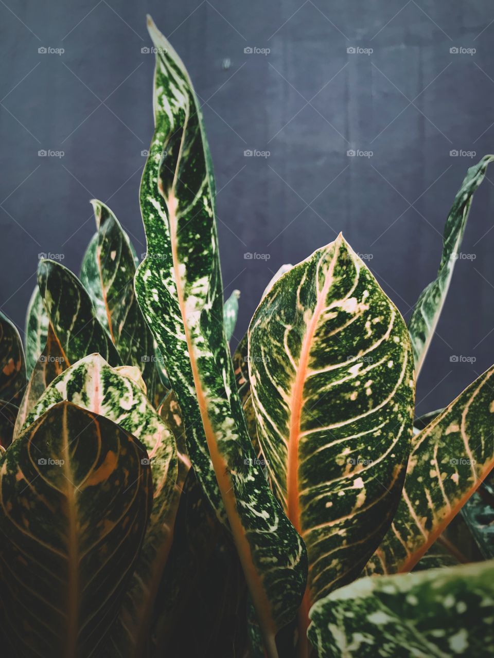 Texture and shape of a big leaves