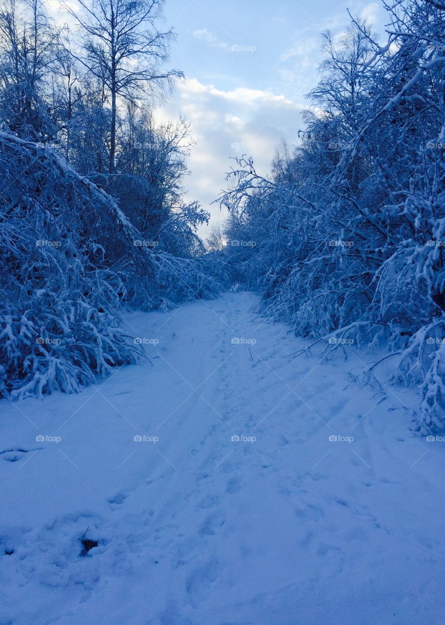 A Snowy Path
Chugiak, Alaska
27 December 2016