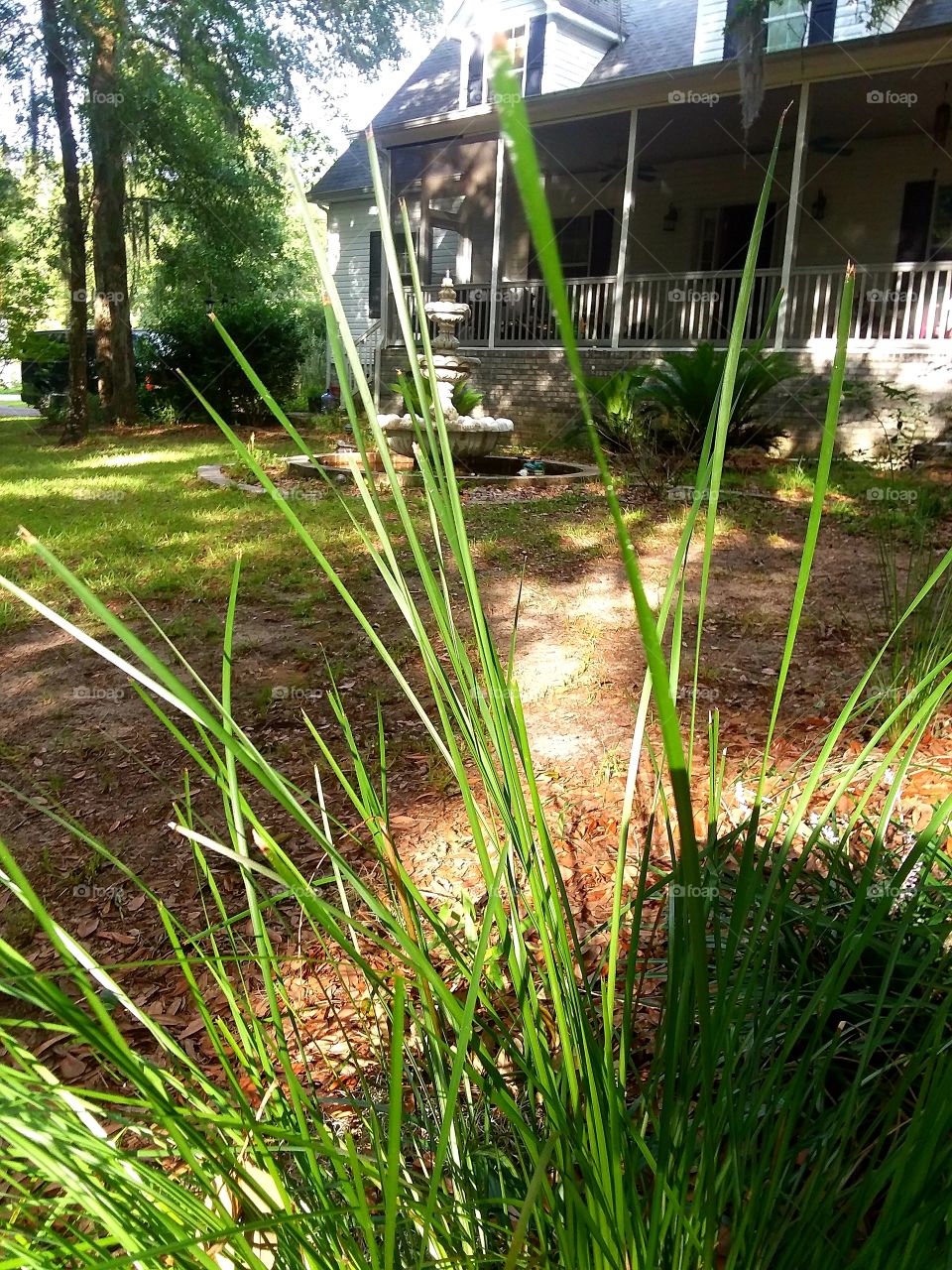 sunshine on the grasses and fountain