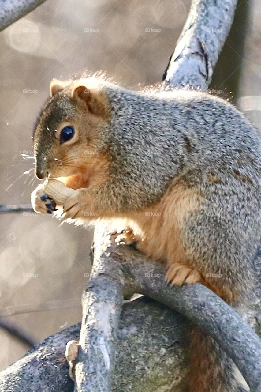 Backlighting on squirrel in winter 
