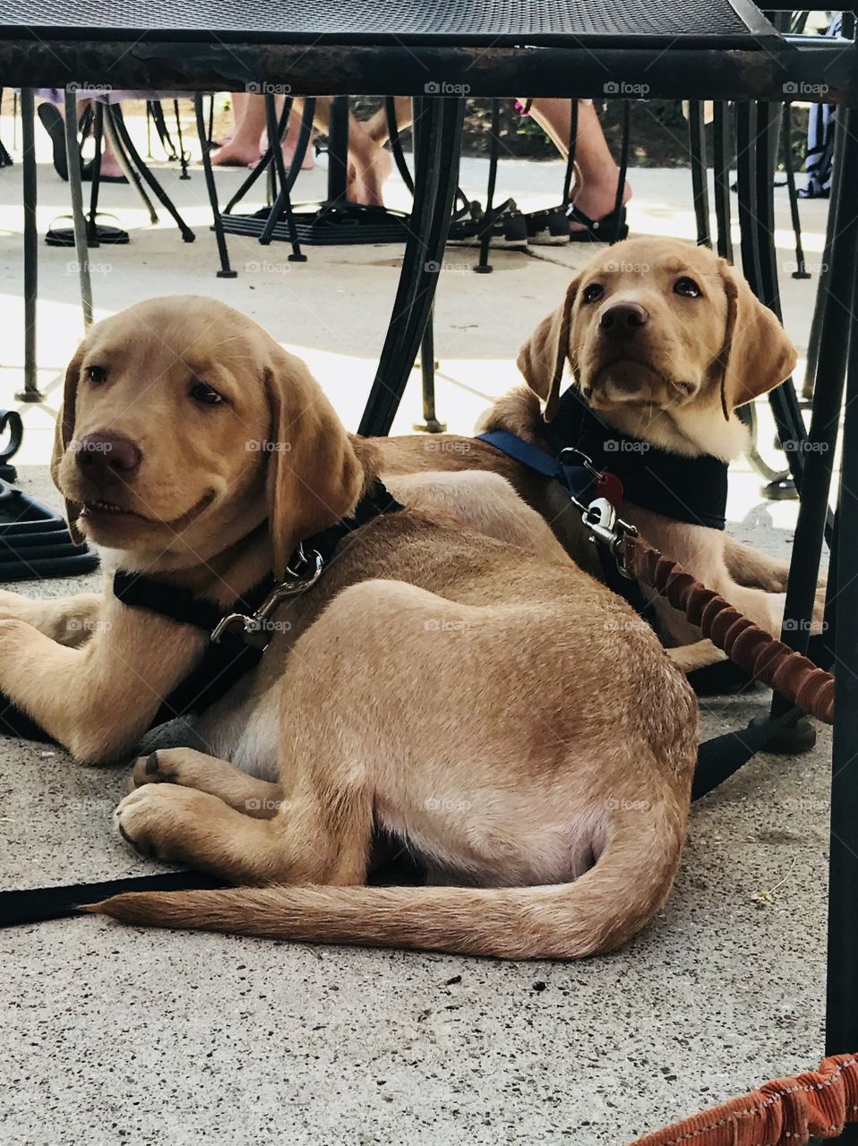 Puppies on the patio 