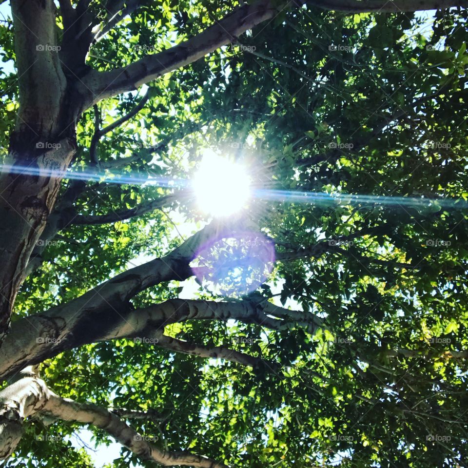 Captivating Sunlight peaking through the leaves and branches of a green leaf tree.