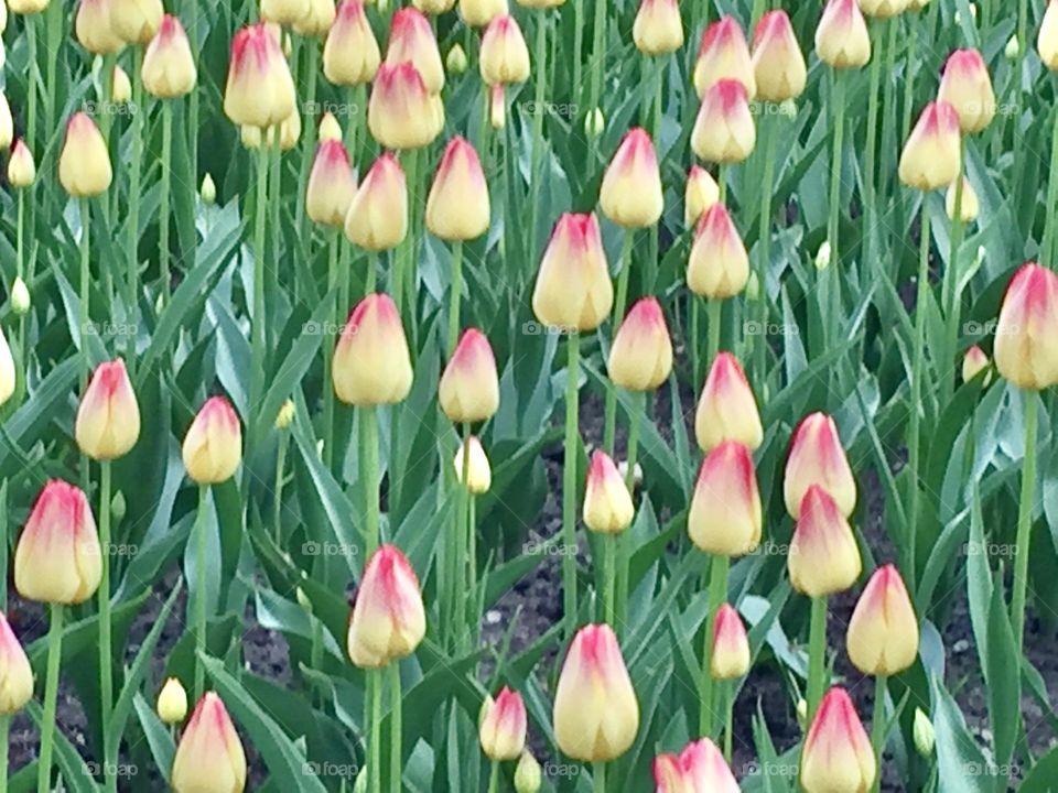 Tulips just ready to bloom at the Canadian Tulip Festival.