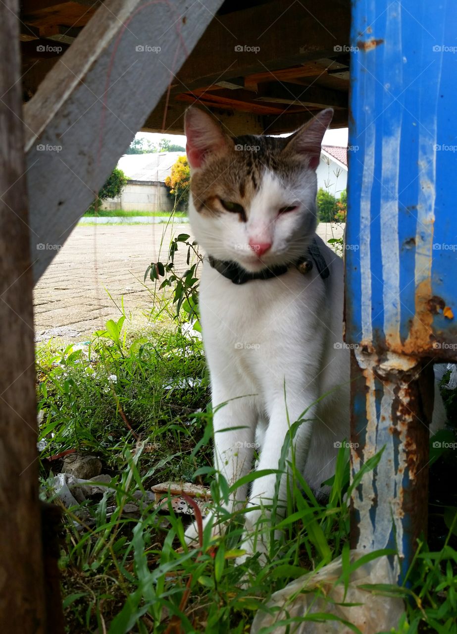 Male cat wait for a date 😉