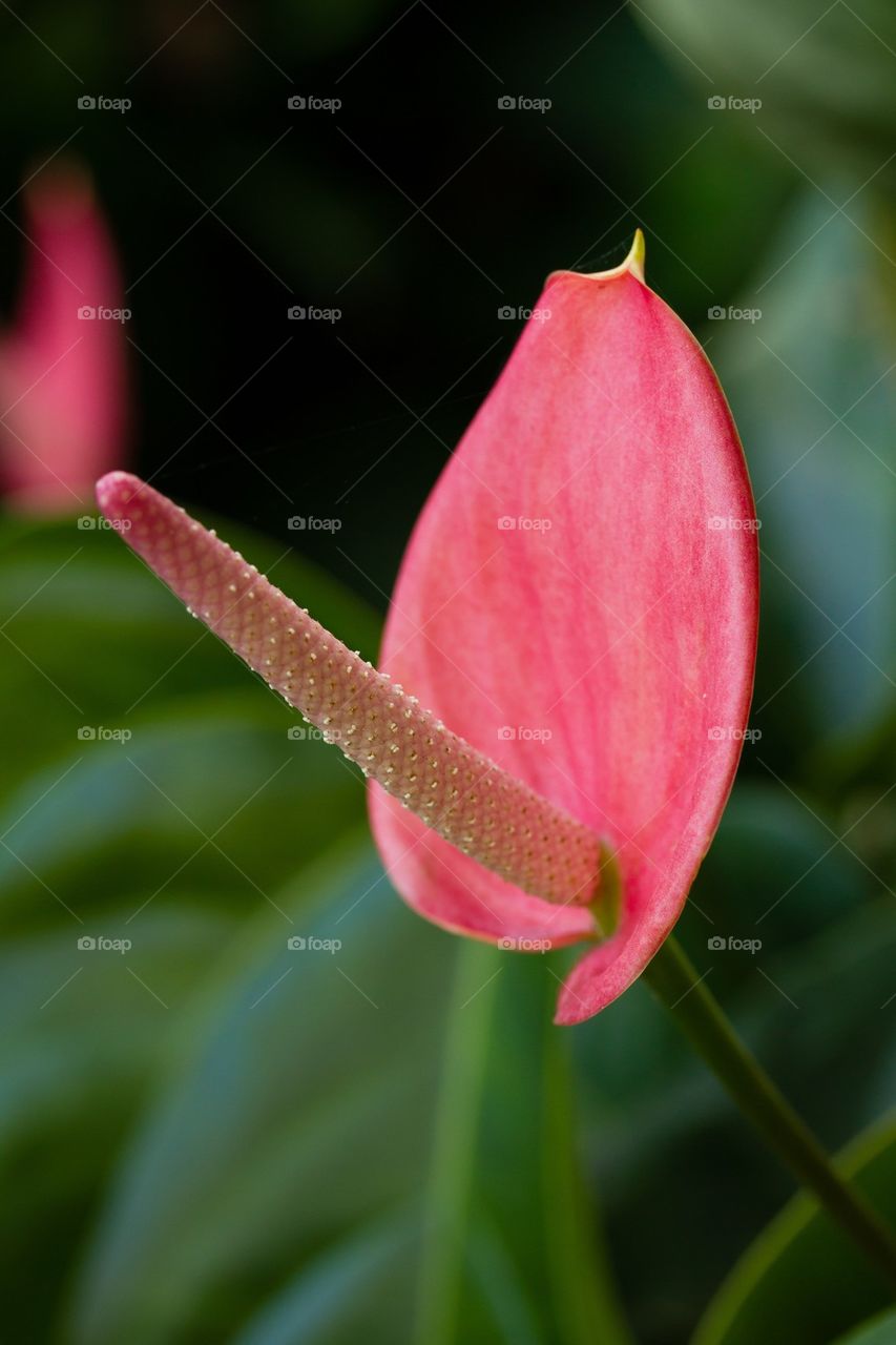 Lilly in Flower