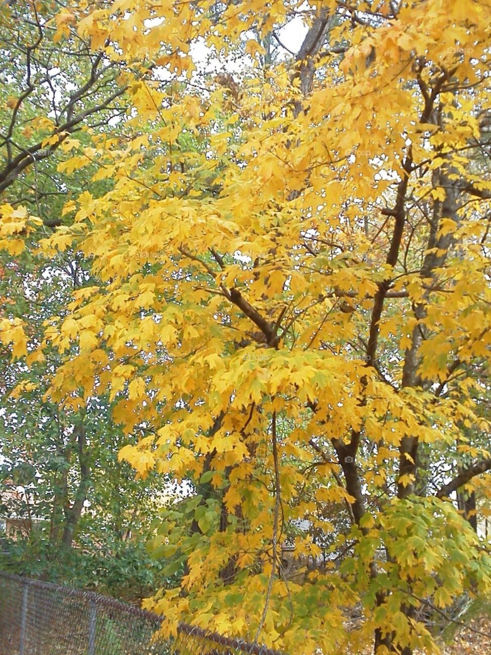 Fall, Yellow Leaves