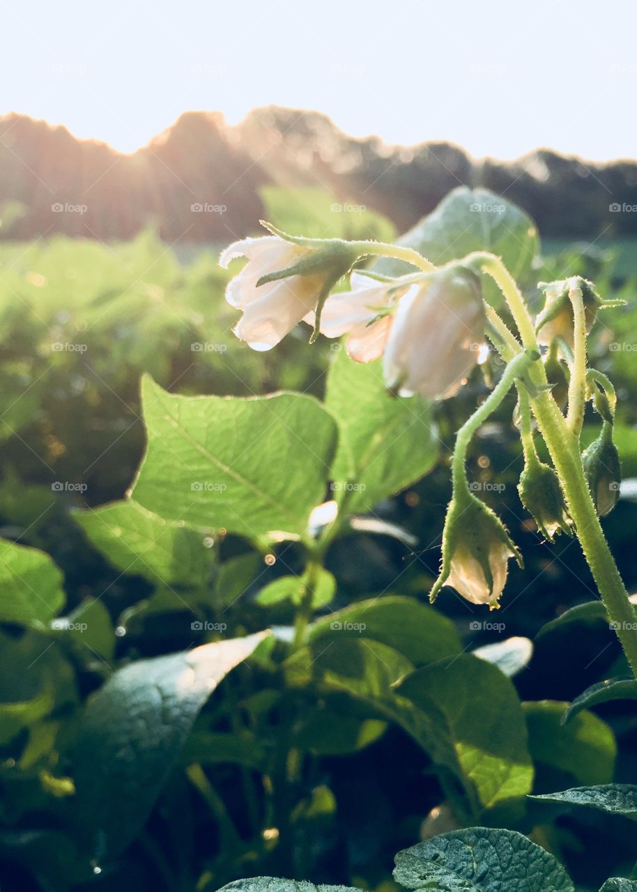 Freshly watered potato plant blossoms in early morning sunlight against a blurred field of potato plants and trees