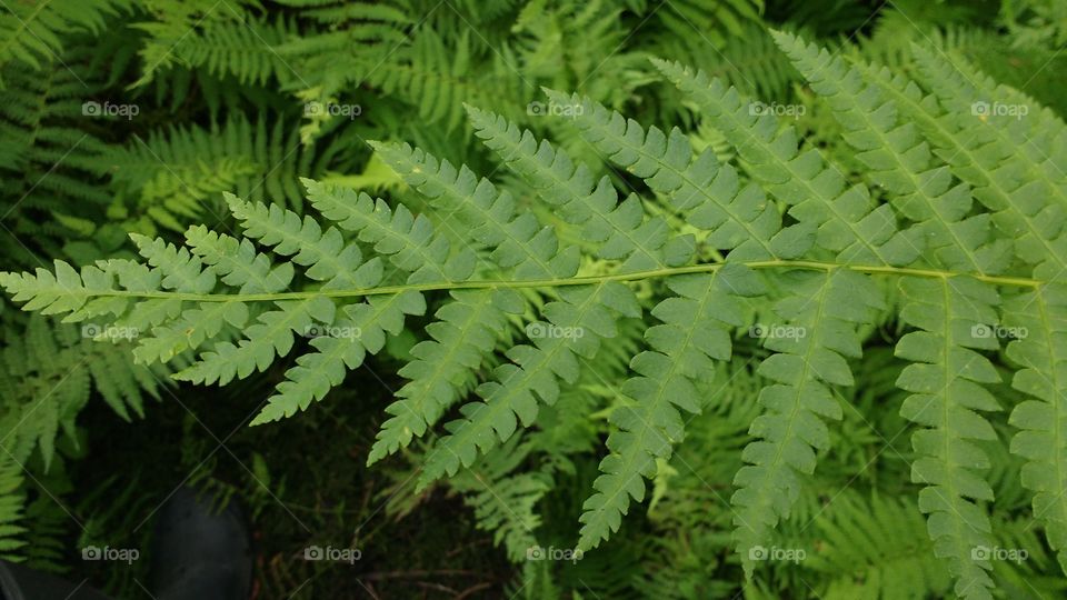 Green fern close up