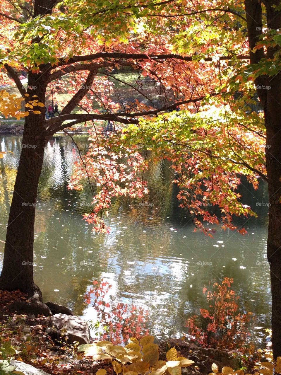 The light in Central Park