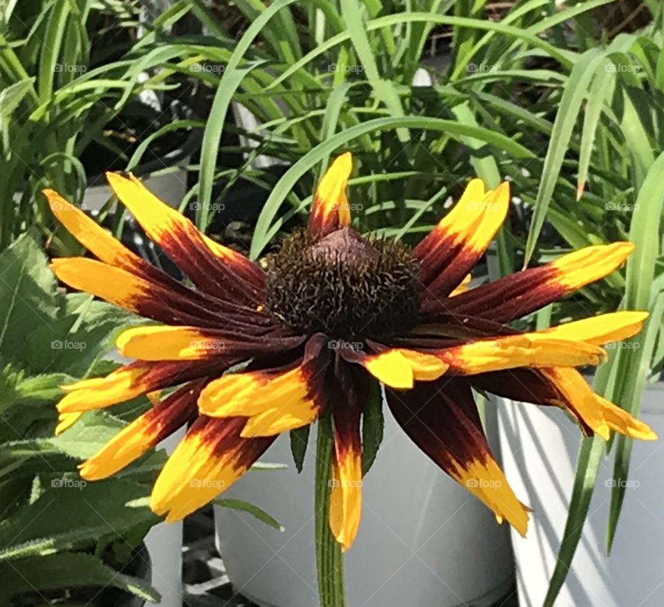 Yellow and brown flower head