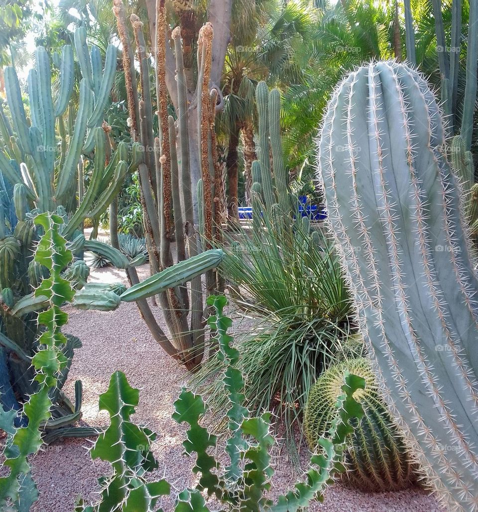 beautiful plants, nice green, great nature