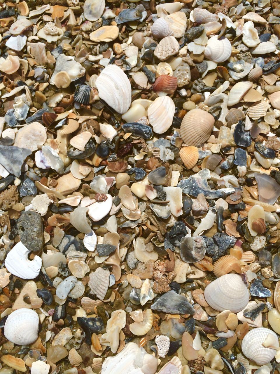 Shells washed ashore