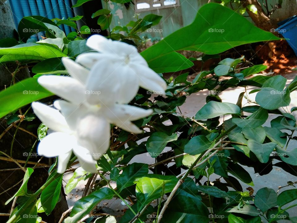 The beauty of jasmine flowers
