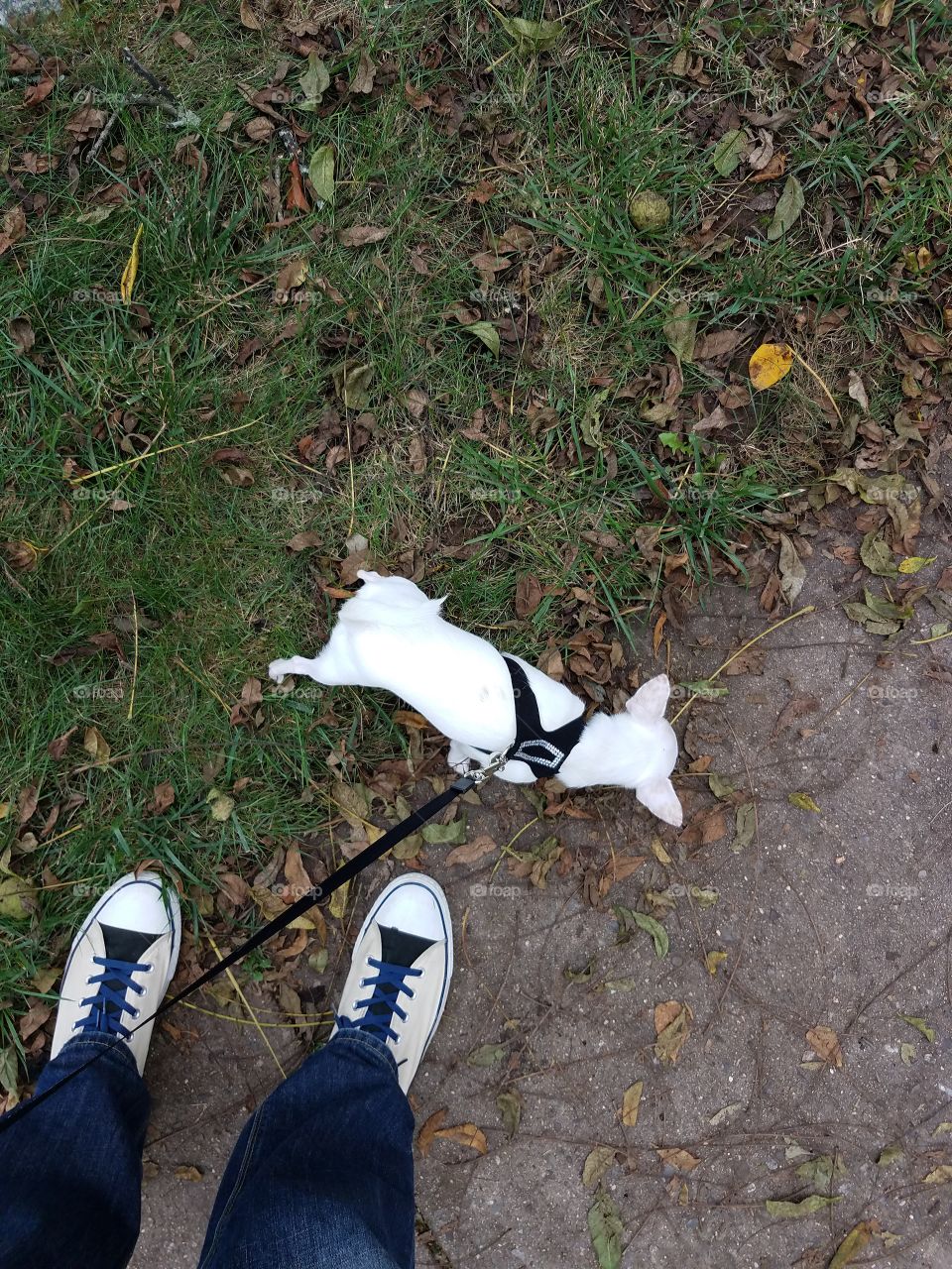 Chickie goes for a walk