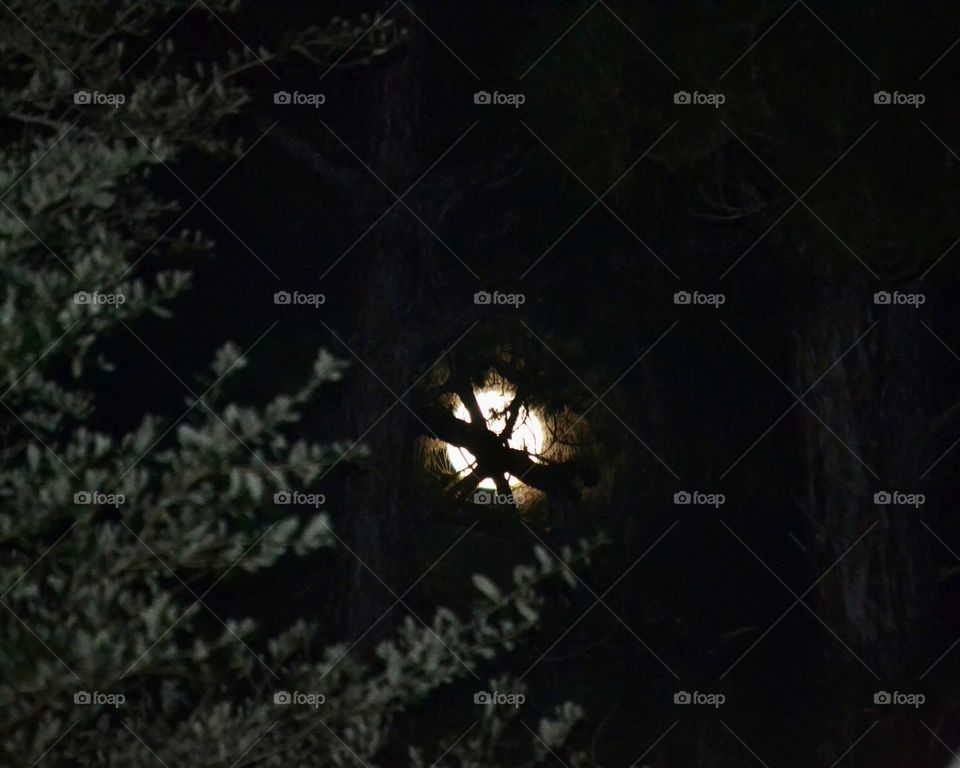 A full moon peaking through some pine tree branches against a black sky