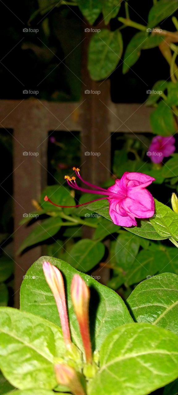 Mirabilis Jalapa ( Four O'clock Flower)