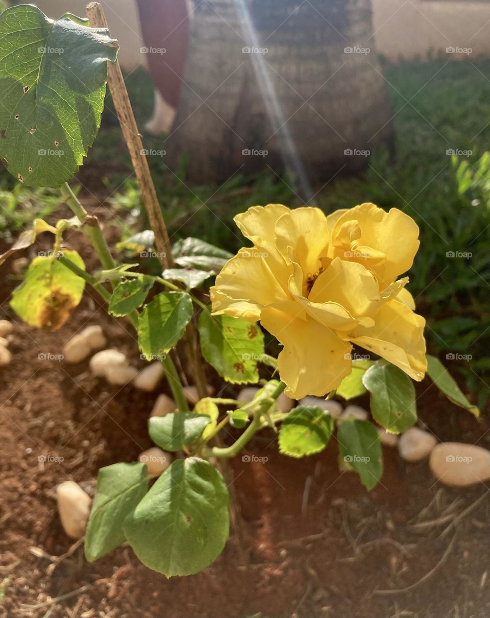 🌹 🇺🇸 Very beautiful flowers to brighten our day.  Live nature and its beauty. Did you like the delicate petals? / 🇧🇷 Flores muito bonitas para alegrar nosso dia. Viva a natureza e sua beleza. Gostaram das pétalas delicadas? 