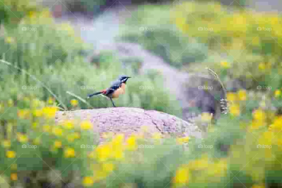 bird
