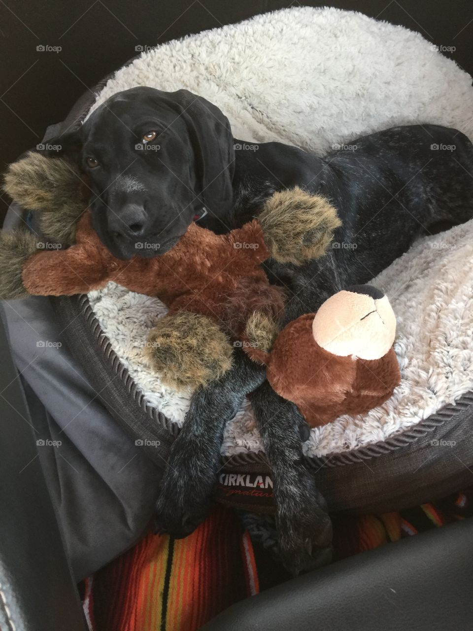 Alfie cuddling up to his toy on a long road trip