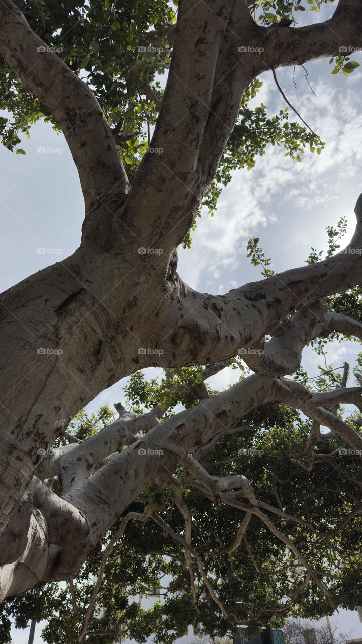 Centennial ficus tree.