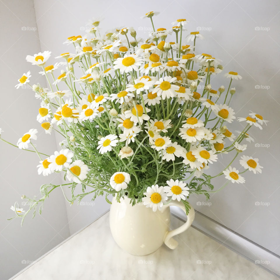 Chamomile bouquet in grey background 