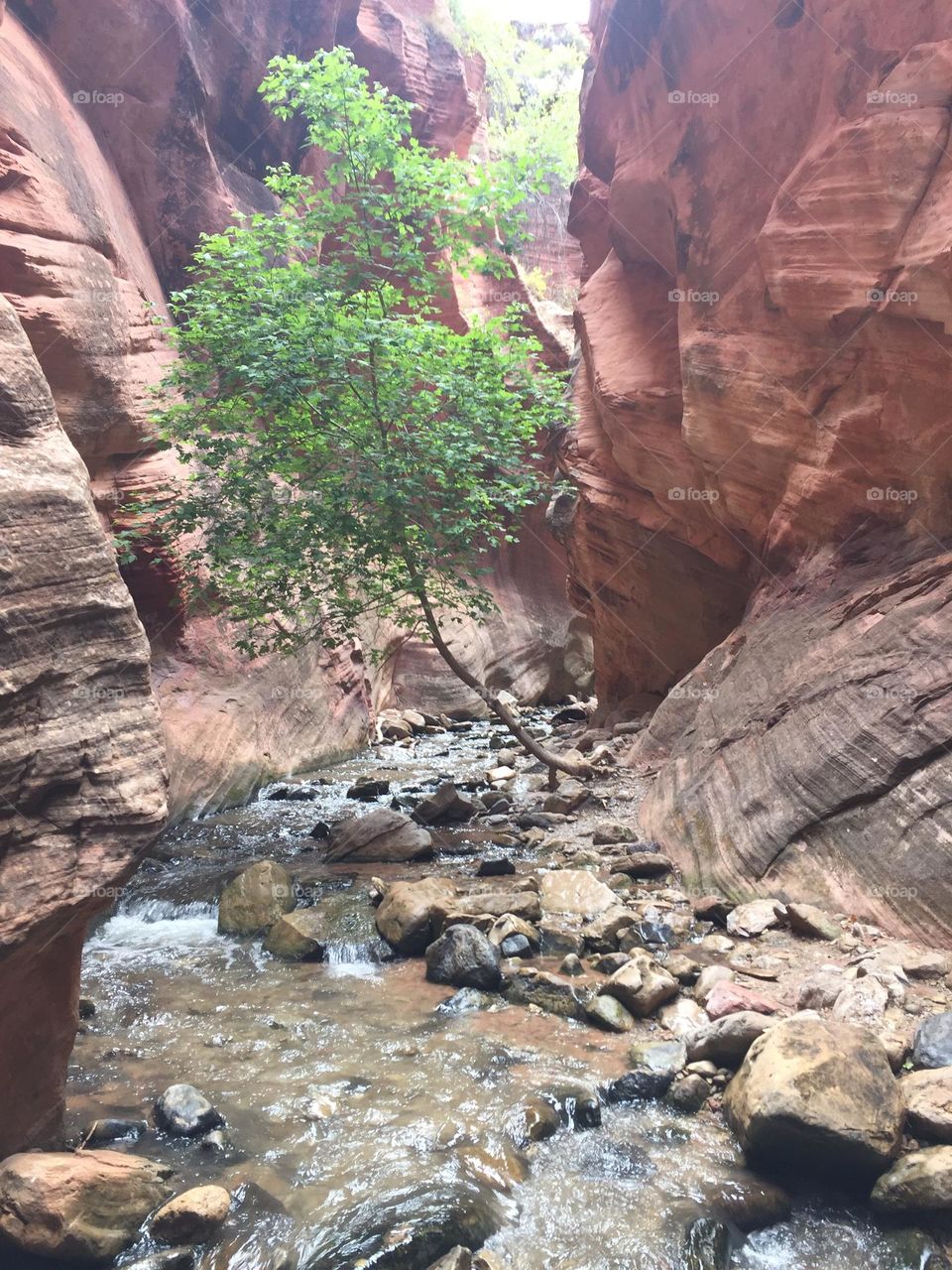 Tree alongside stream in Zion National Park