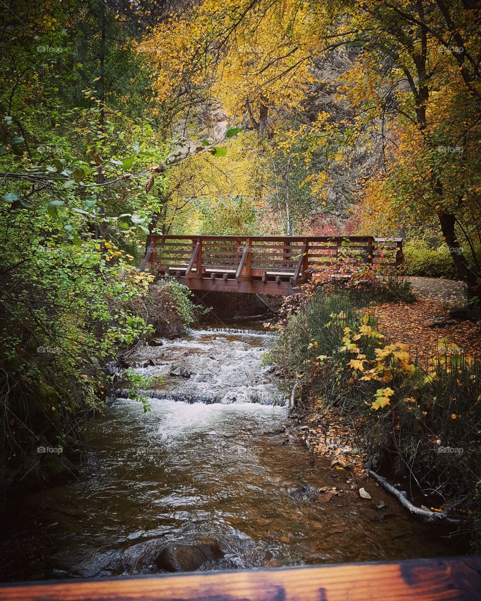 Autumn Wandering 🍂
