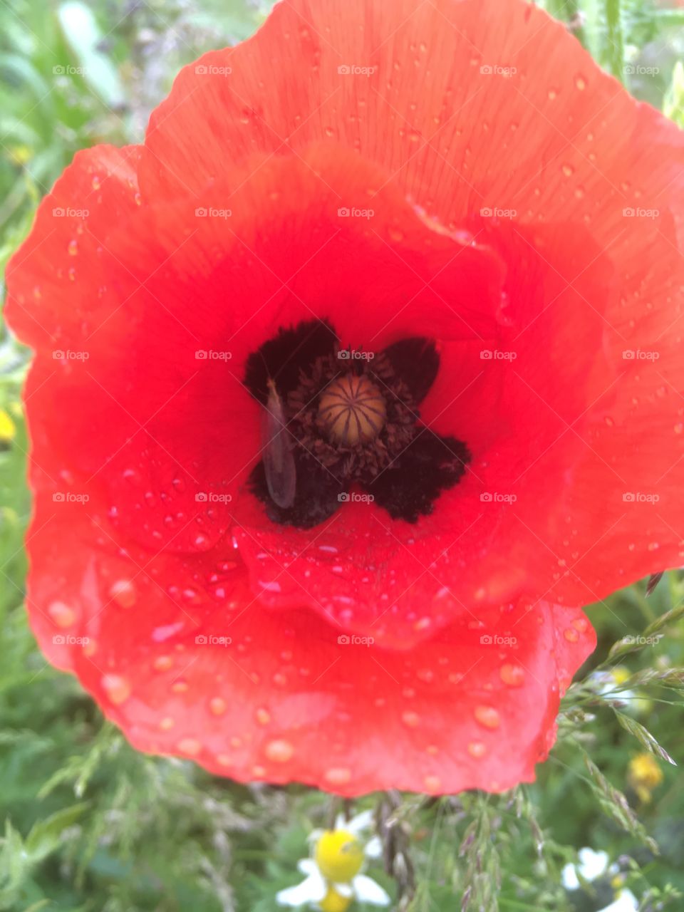 Single poppy close up with rain drops