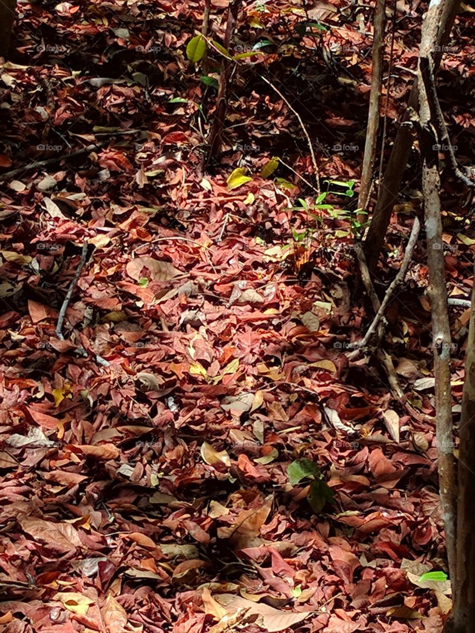 Fall color leaves on the ground decompose and enrich the soil with nutrients that benefit plant growth.  This is natural recycling within the ecosystem.