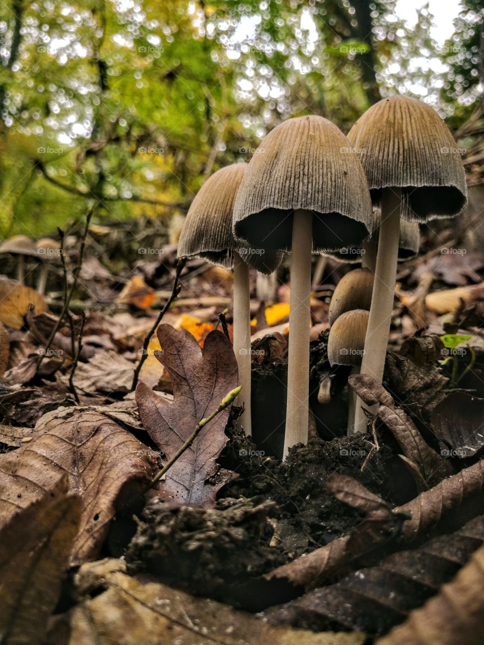 Mushroom trio with fallen leaves on forest ground in autumn