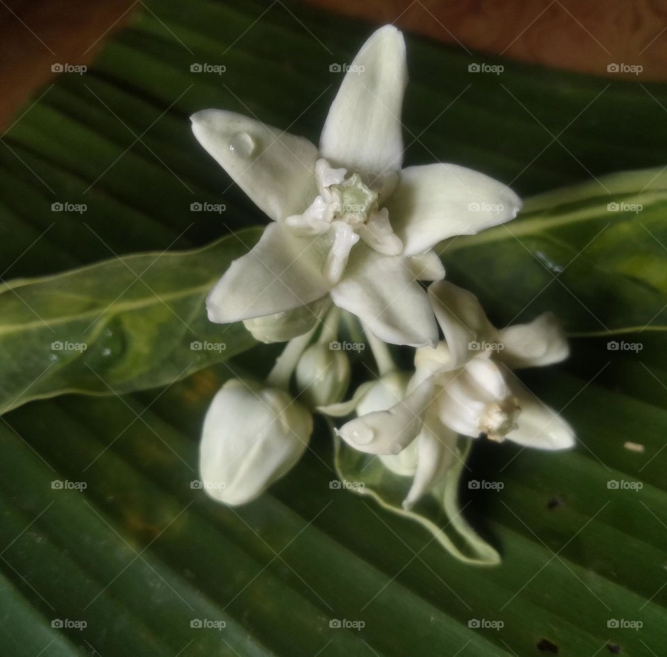 Beautiful white flower photo 😍