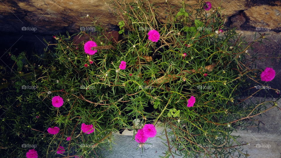 the most beautiful blooming pink button flowers in my garden