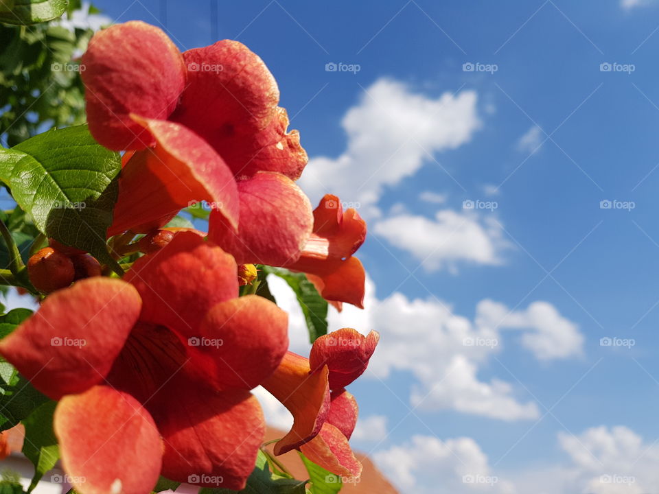 Beautiful flowers in the garden
