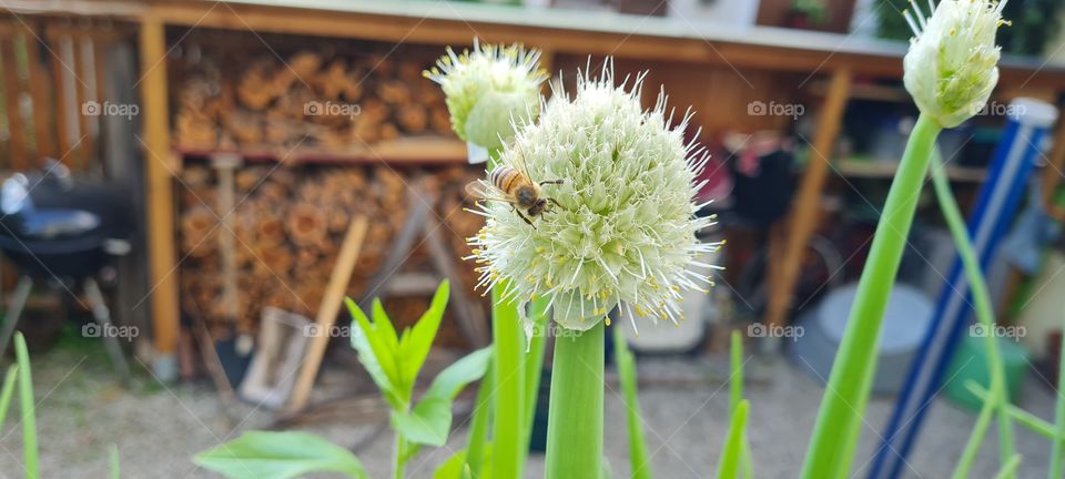 leek flower