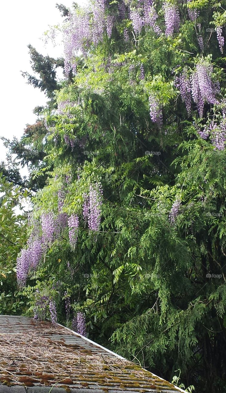 Purple Flower Tree