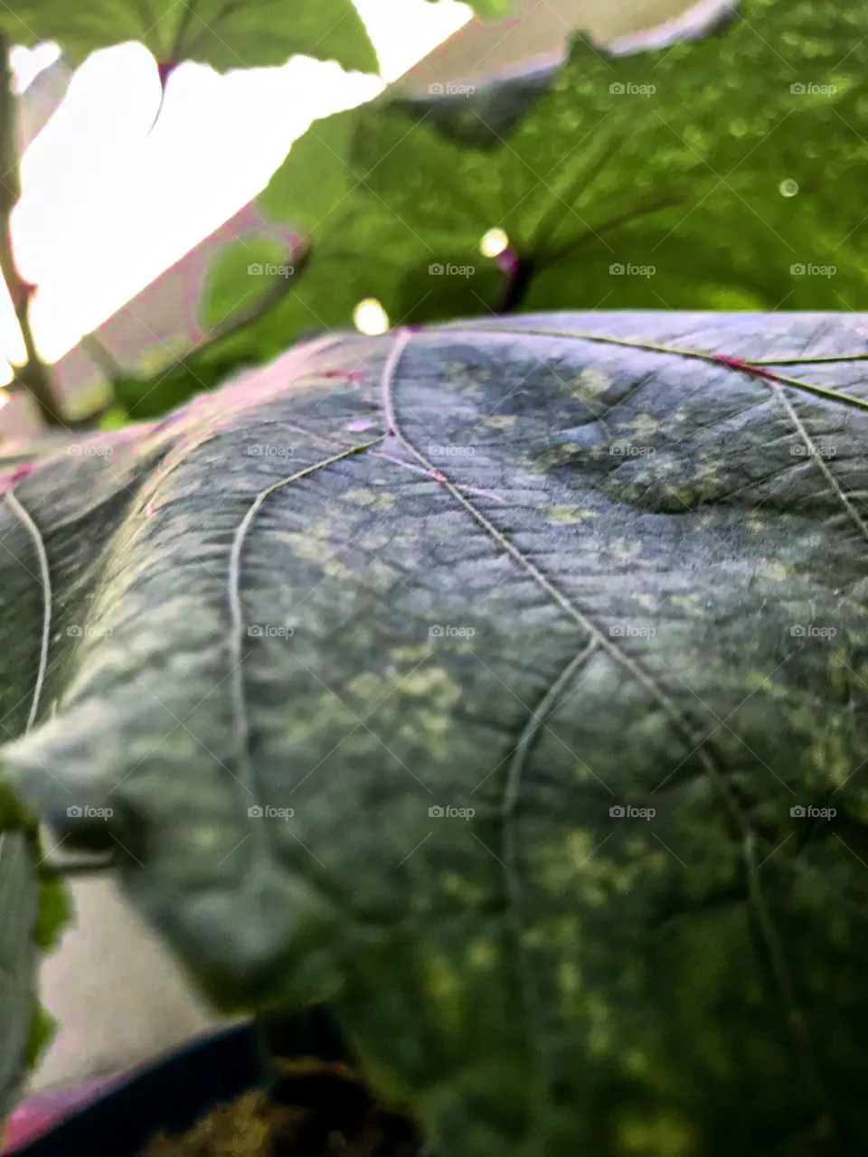 Leaves
