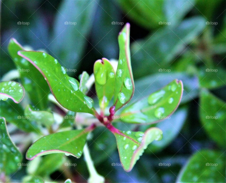 spring leaves after the rain.