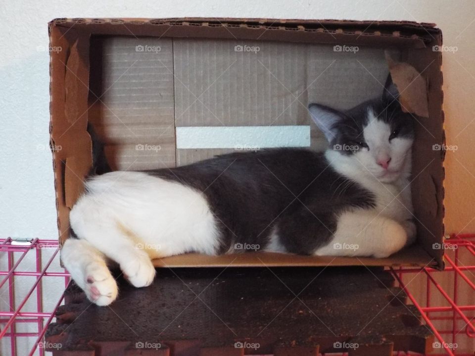 Cat in a box