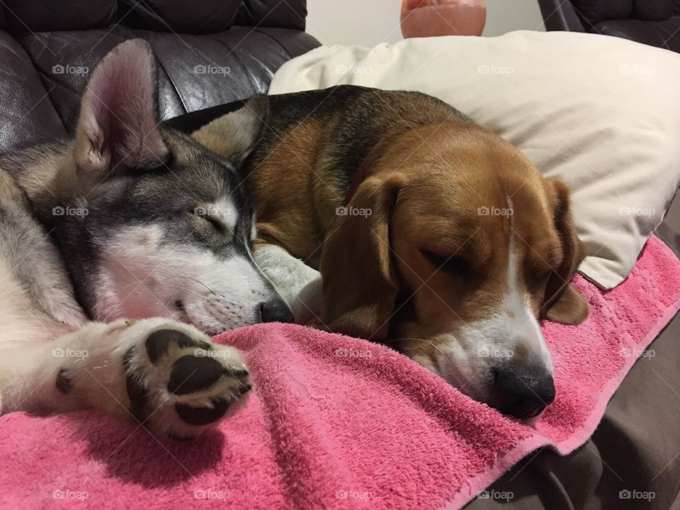 Dogs snuggling 
